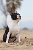 BOSTON TERRIER 390